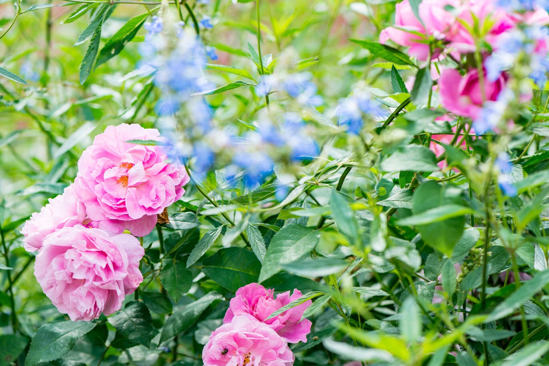 Header image alt