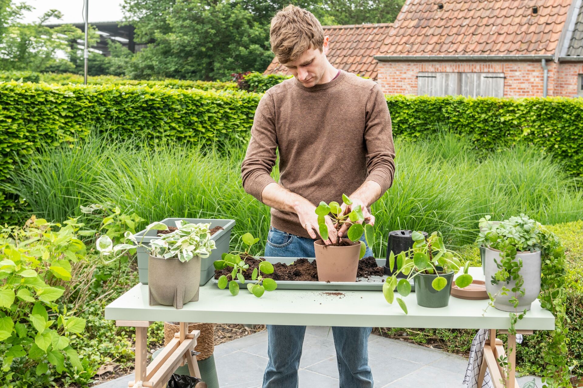 Les meilleurs soins pour vos plantes d’intérieur Thumb