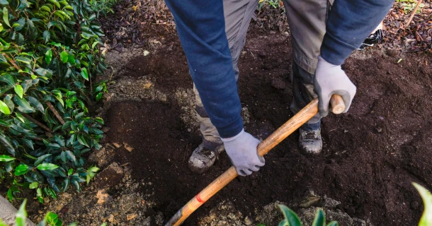 Le DCM VIVIMUS® pour une plantation réussie Thumb