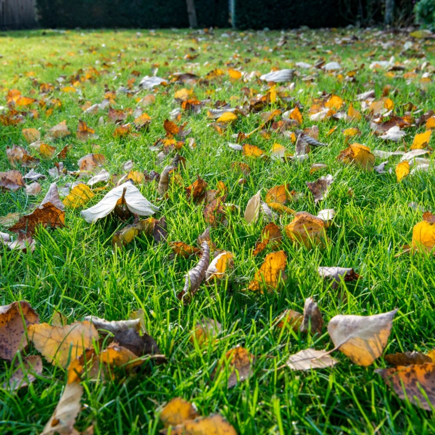 La fertilisation d’automne renforce votre gazon pour l’hiver Thumb