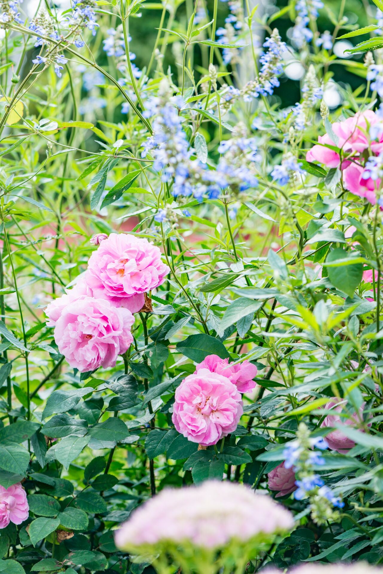 Header image alt
