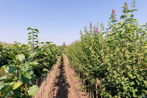 DCM MIX 5 en MINIGRAN® TECHNOLOGY - Pour une fertilisation ciblée et efficace en pépinières Thumb