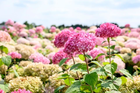 DCM Viscotec® Blue : des racines plus développées et des plantes plus denses et vigoureuses Thumb